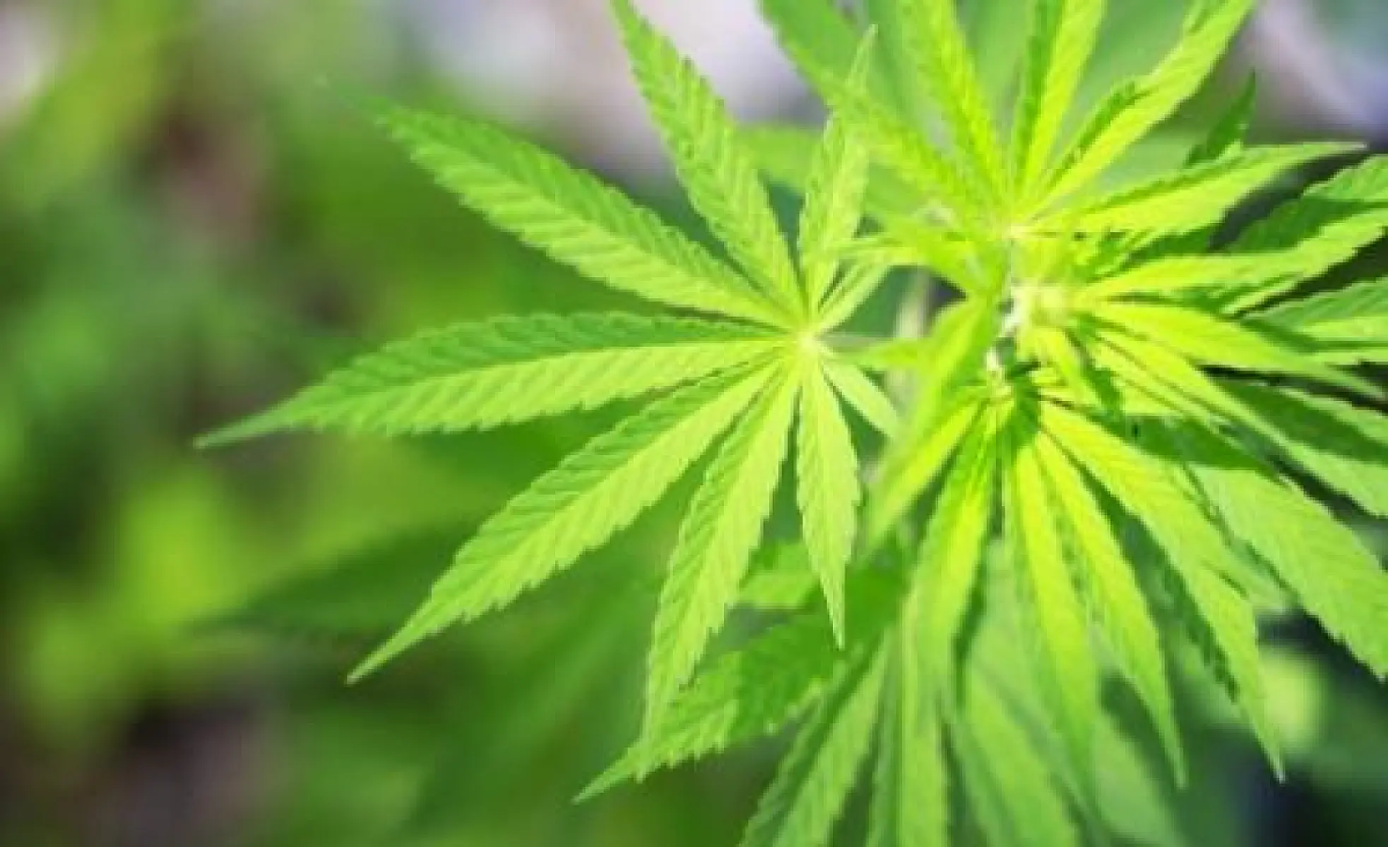 Single Dose of CBD Resets Schizophrenic Brains