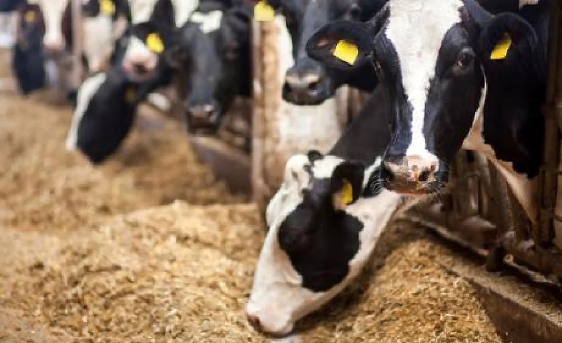 Vegans, Ranchers and Regenerators Unite: Why Fake Meat and Eliminating Livestock are Really Bad Ideas