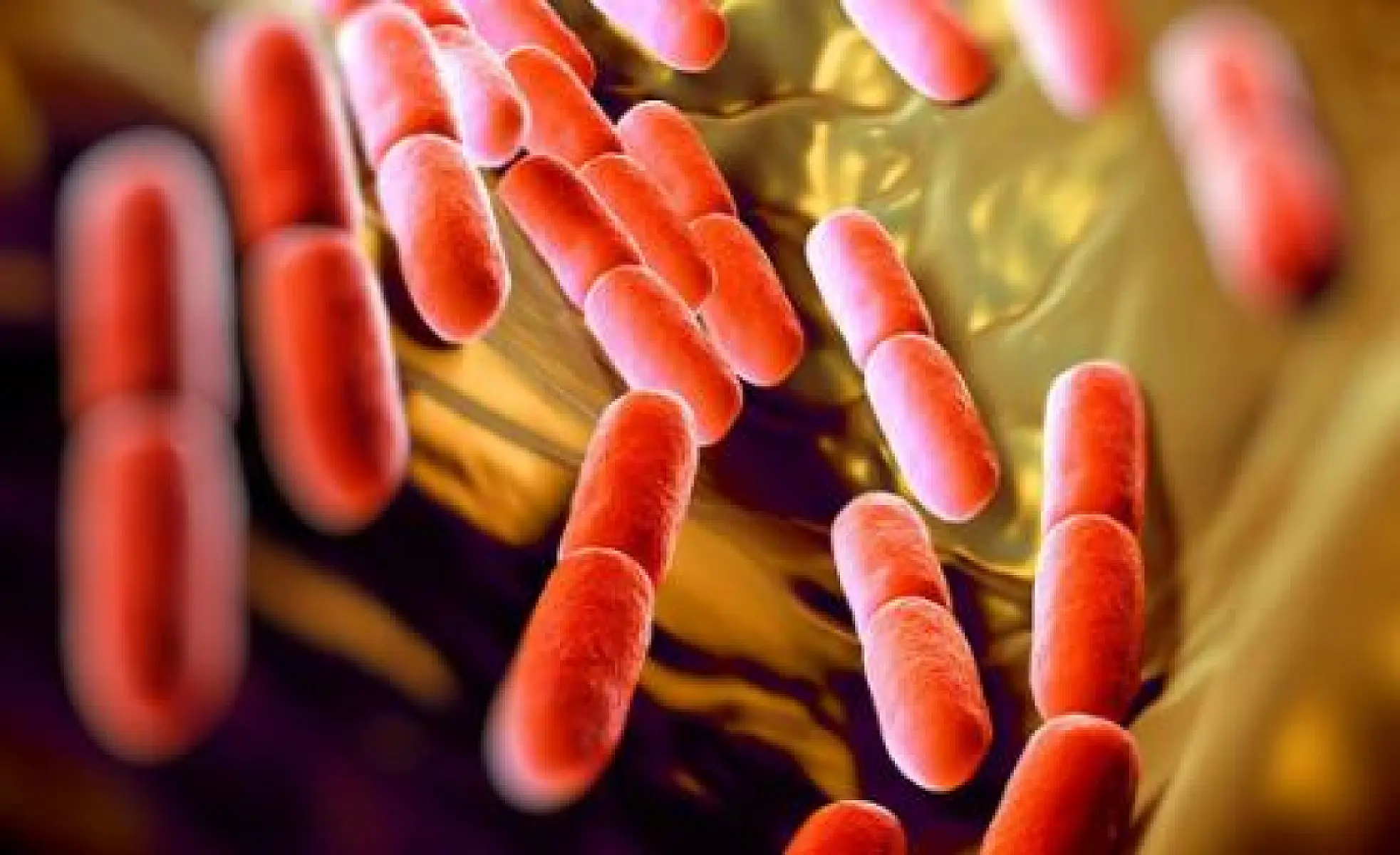 Lactobacillus fermentum ME-3 A New Frontier in Glutathione Therapy