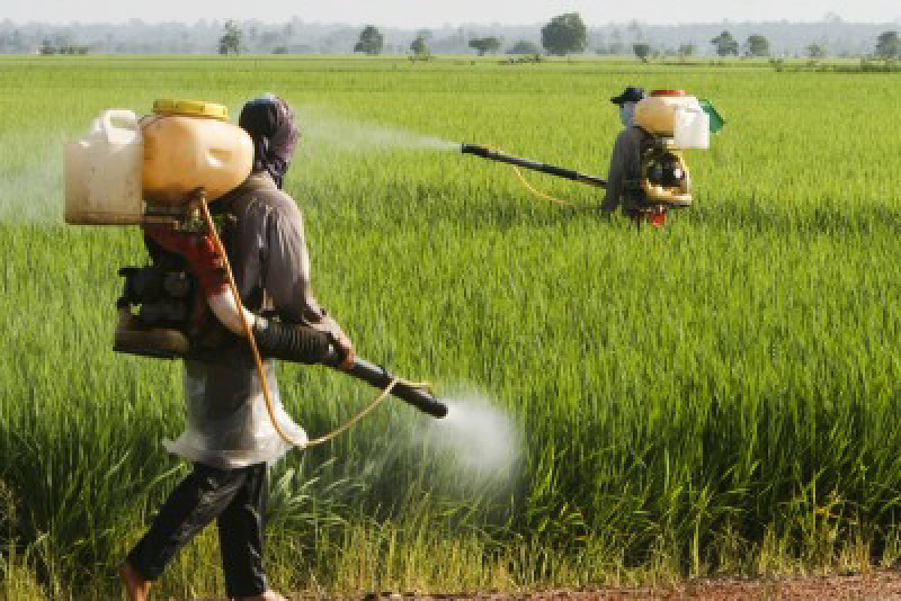 Dow Brings Back An Agent Orange Ingredient for New GM Plants