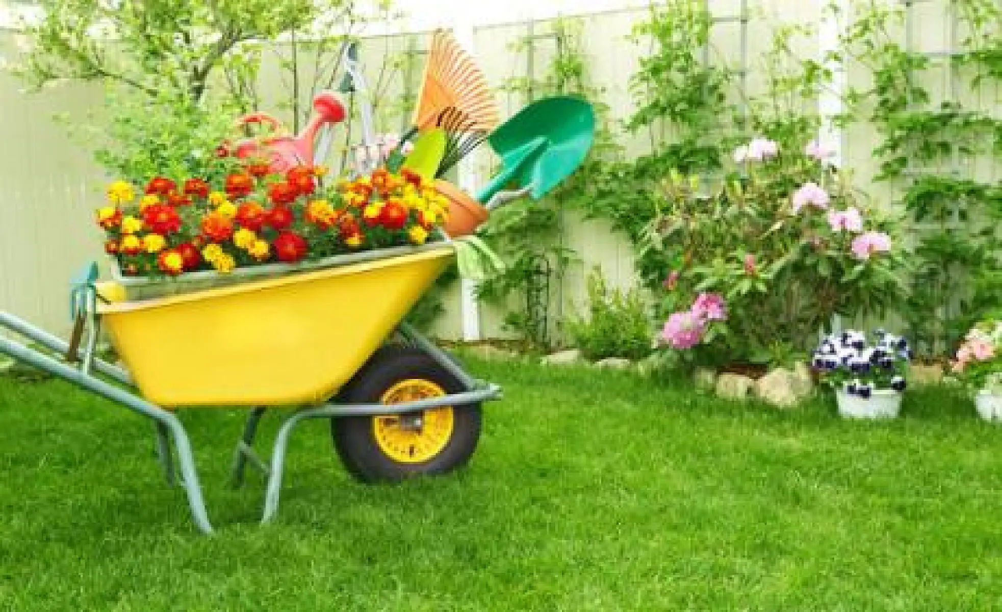 10 Medicinal Herbs That Might Live in Your Backyard