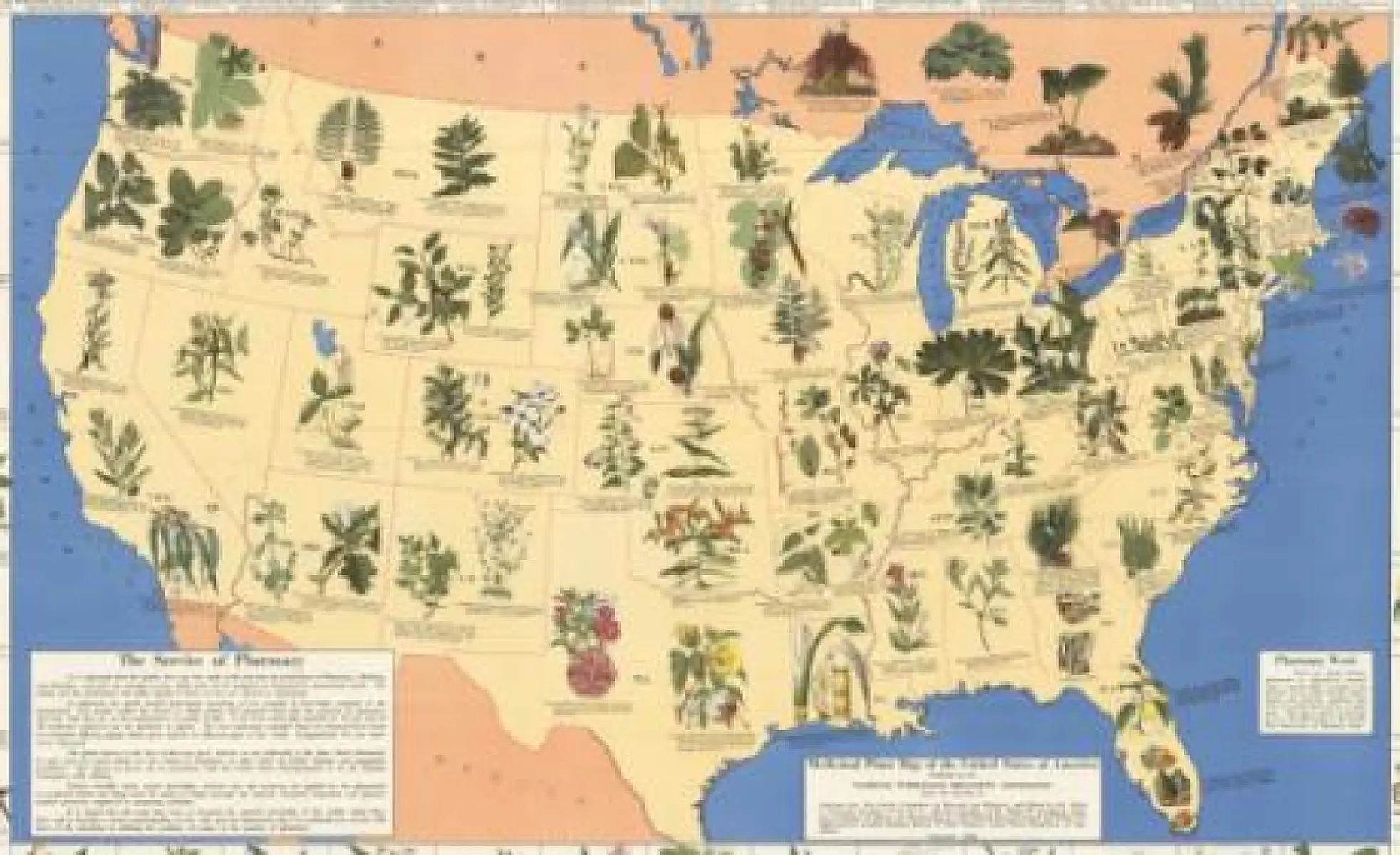 Amazing 1930's Pharmacist Map of 'Herbal Cures' Released to Public