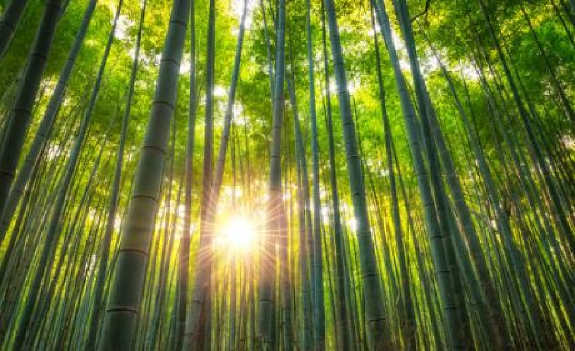 The 'Secret' Healing Properties of Bamboo