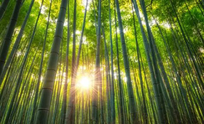 The 'Secret' Healing Properties of Bamboo