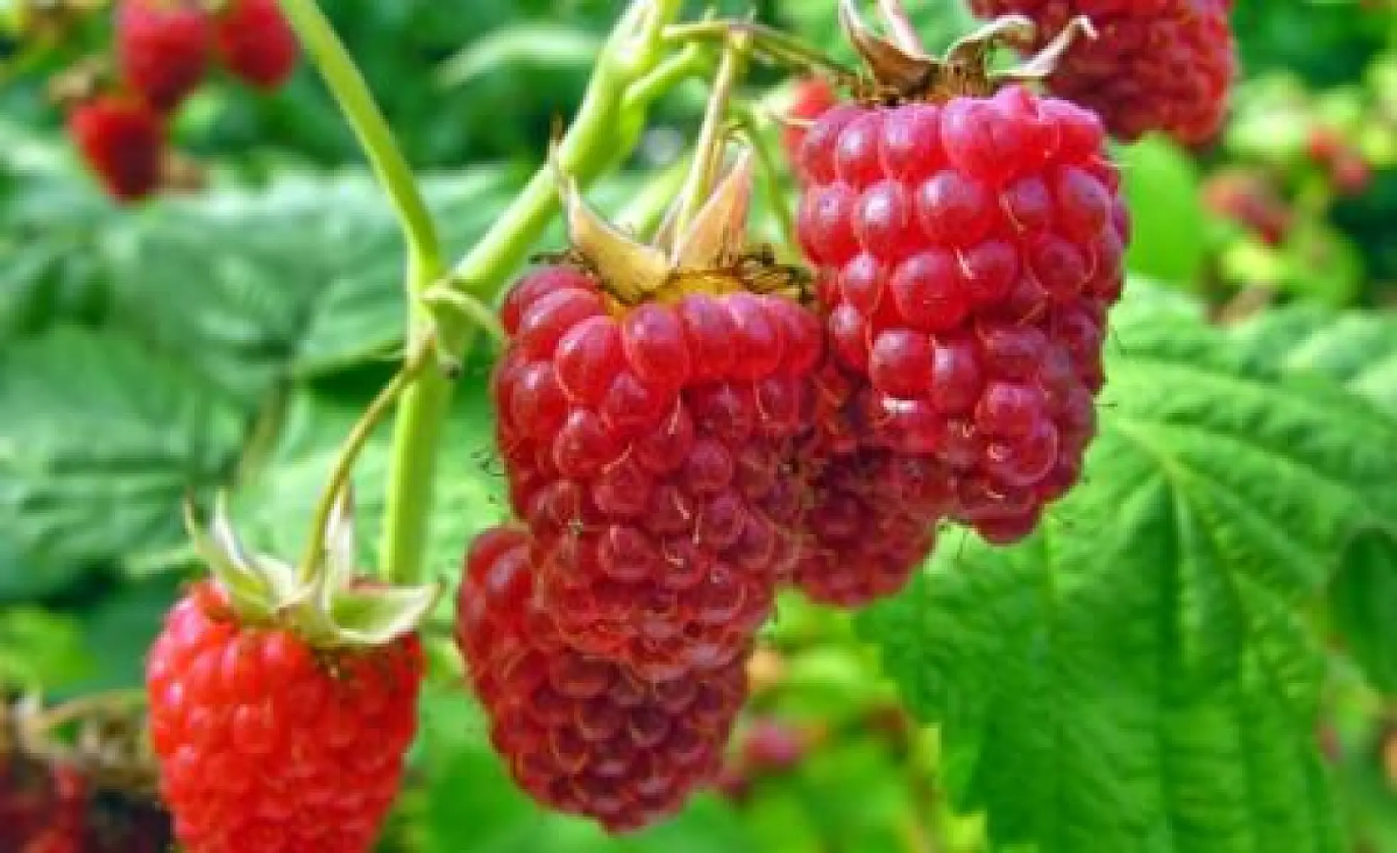 Breathe Easier with Raspberry and N-Acetylcysteine