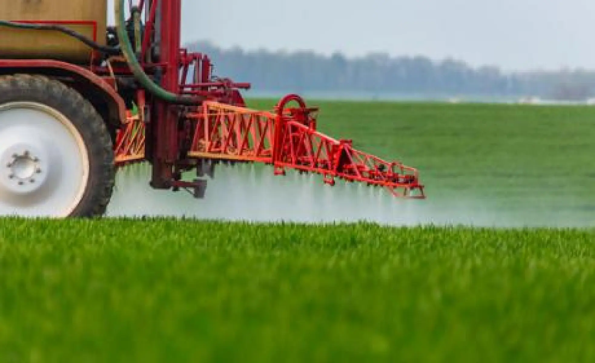 Does Glyphosate Substitute for Glycine in Proteins of Actively Dividing Mammalian Cells?