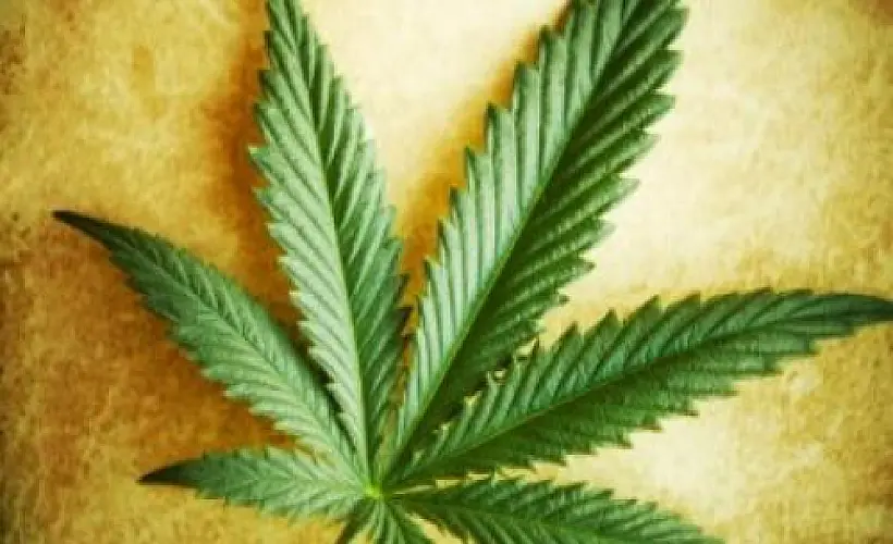 Marijuana Compound Found Superior to Drugs for Alzheimer's