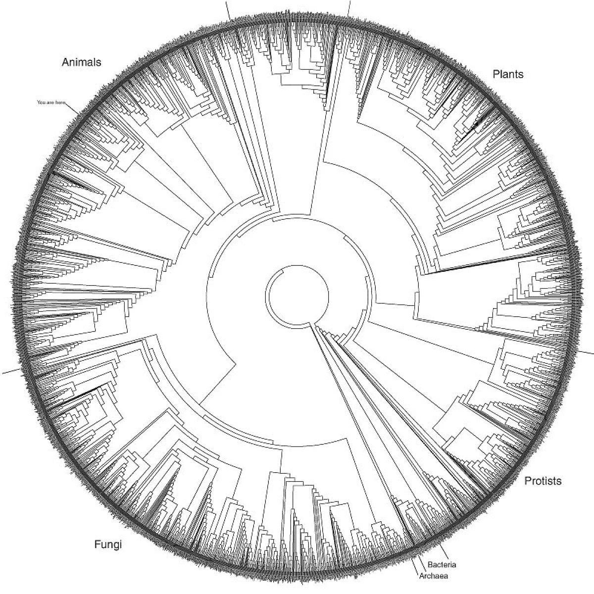 tree of life