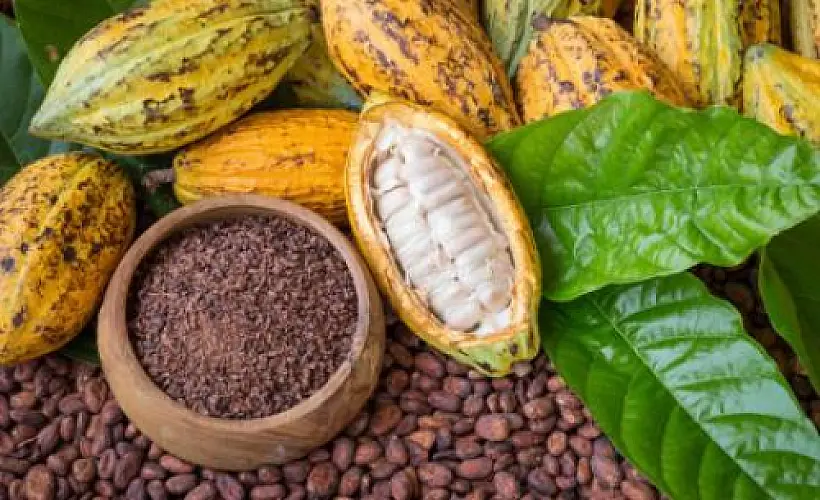 6 Powerful Health Benefits of Cacao