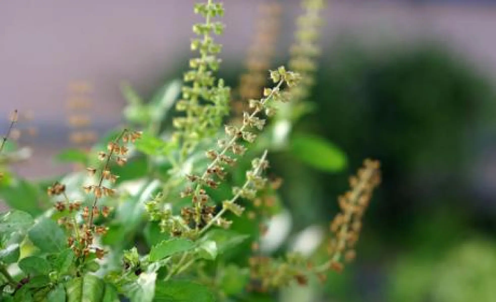 Holy Basil: A Natural Alternative to Mouthwash