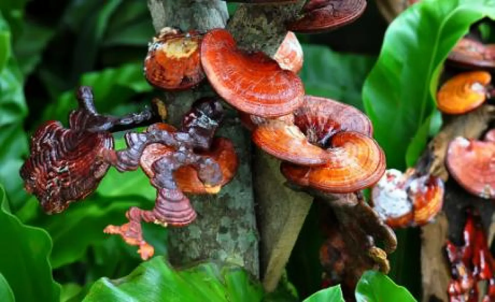 Medicinal Mushrooms Cut Herpes Suffering Time in Half