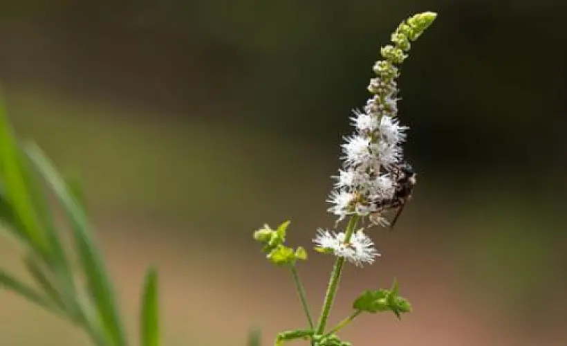 Why Black Cohosh Works Better Than Prozac for Menopause—Without the Side Effects
