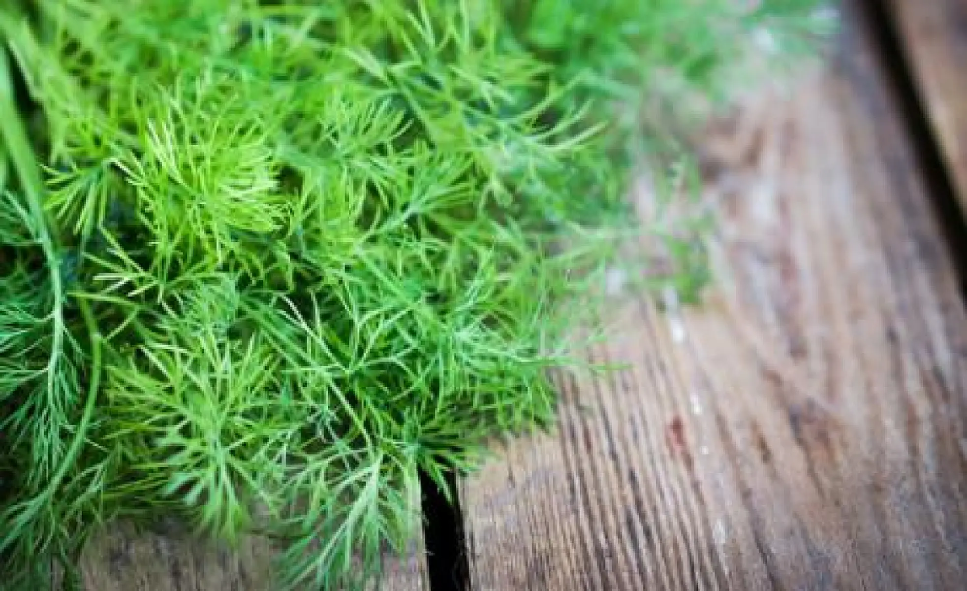 Dill: Nature's Lesser-Known Antibiotic