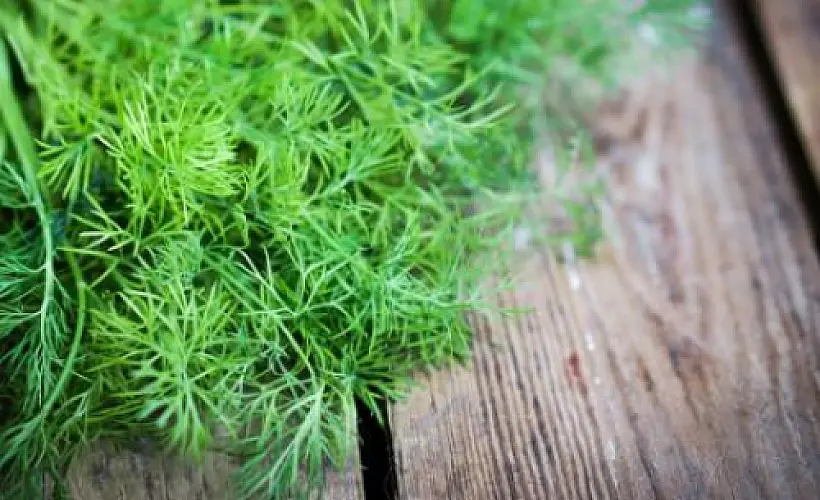 Dill: Nature's Lesser-Known Antibiotic
