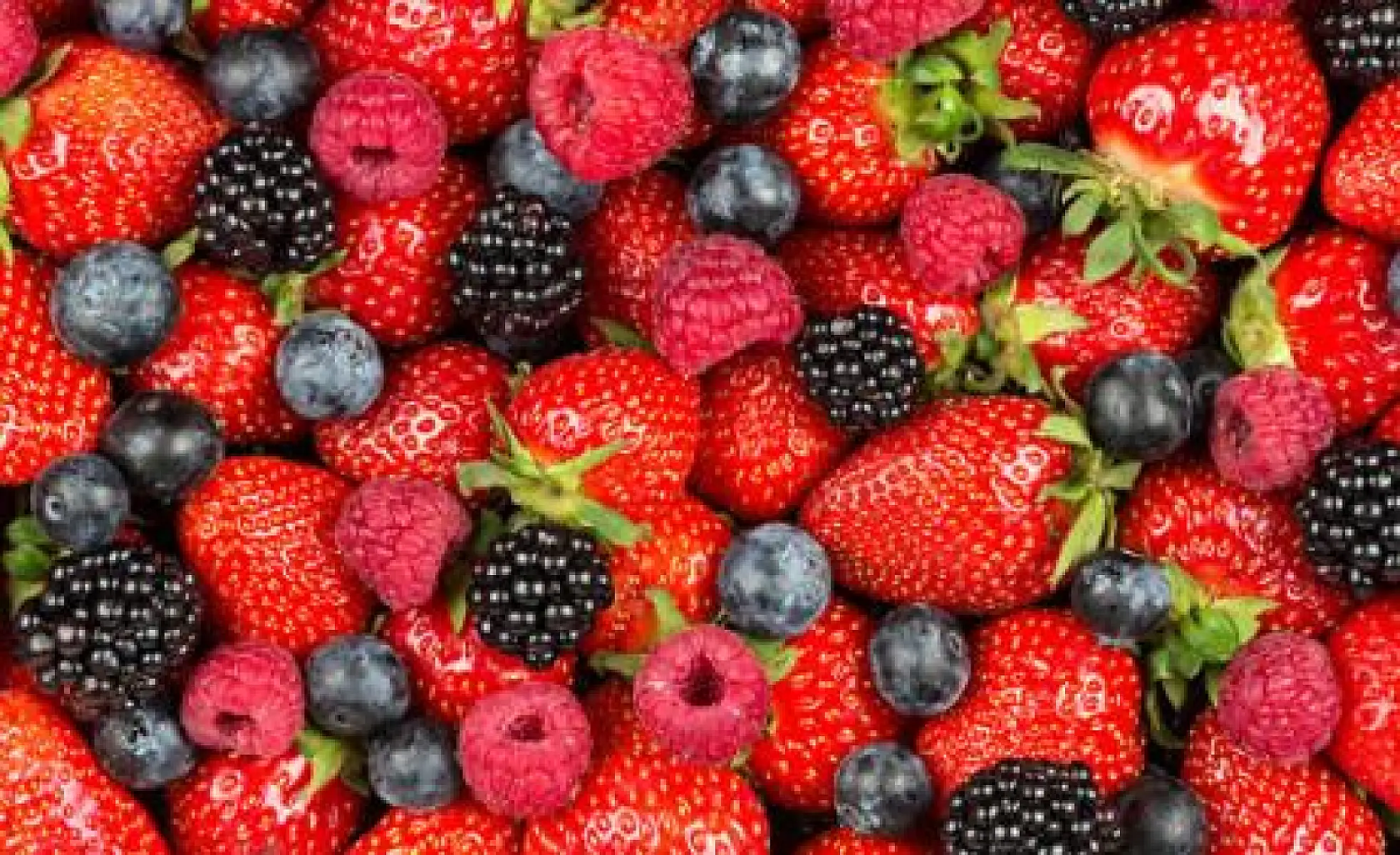 Berries Drive Brain Health, Keep Aging at Bay
