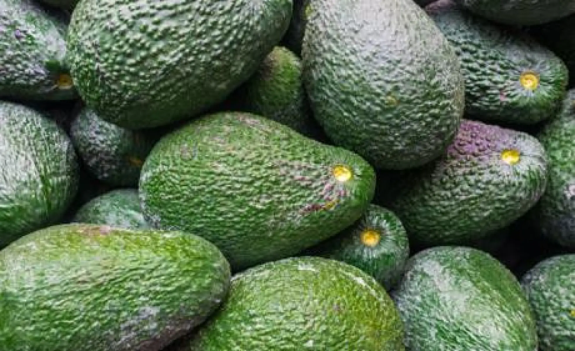 What Happens When You Replace Breakfast Carbs With Fat-Rich Avocado?