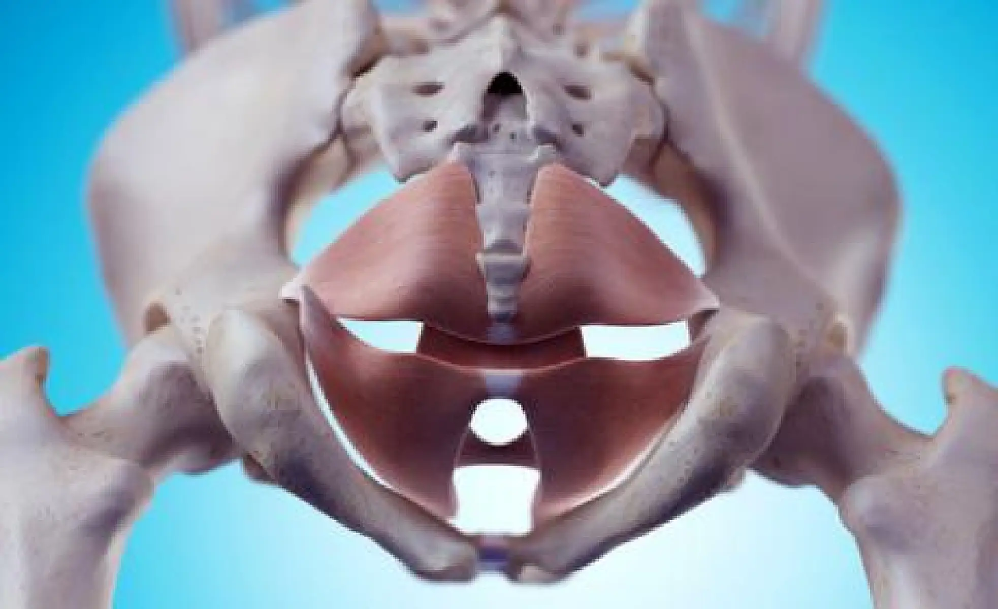 What is the Pelvic Floor? Why Should We Be Talking About It?