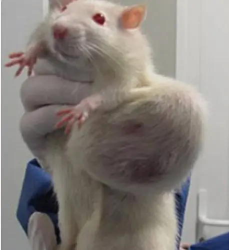 New Study Finds GM Corn and Roundup Causes Cancer In Rats