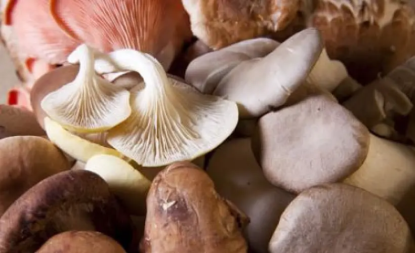 Edible Mushrooms: Nature's Most Researched Anti-Cancer Agent