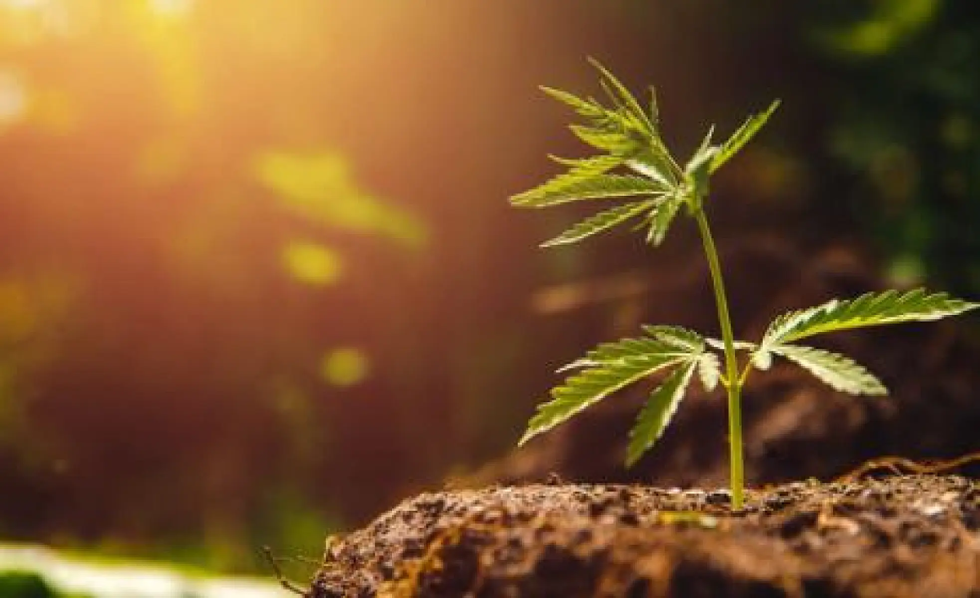 Increased Access to Cannabis May Reduce Opioid Prescriptions