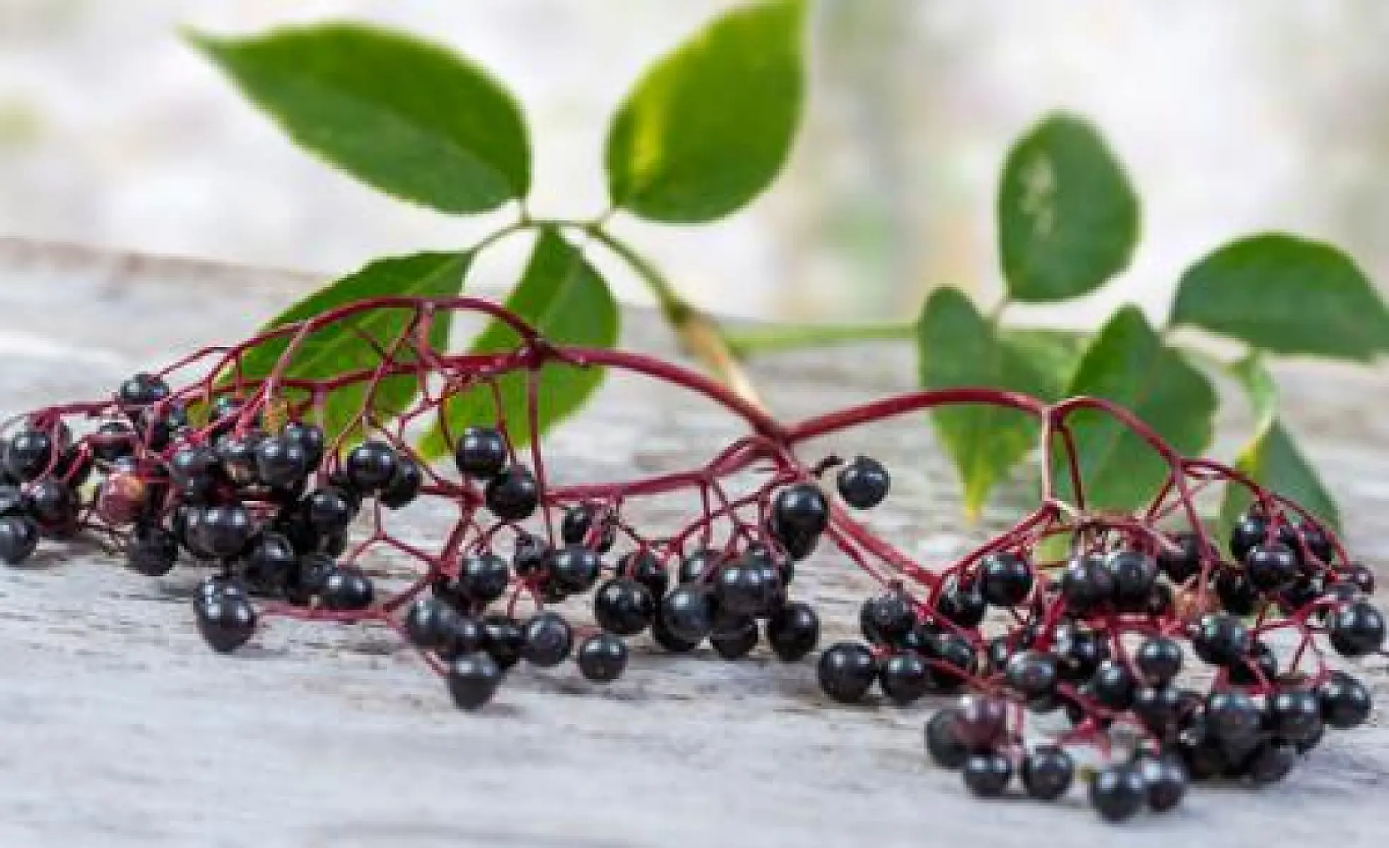 Top Four Antiviral Benefits of Elderberry