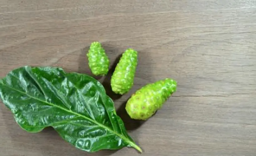 Noni Juice Reduces Cholesterol Among Cigarette Smokers