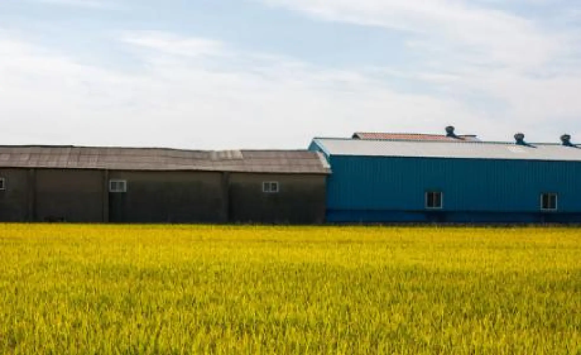 Flawed Assumptions Behind GMO Golden Rice