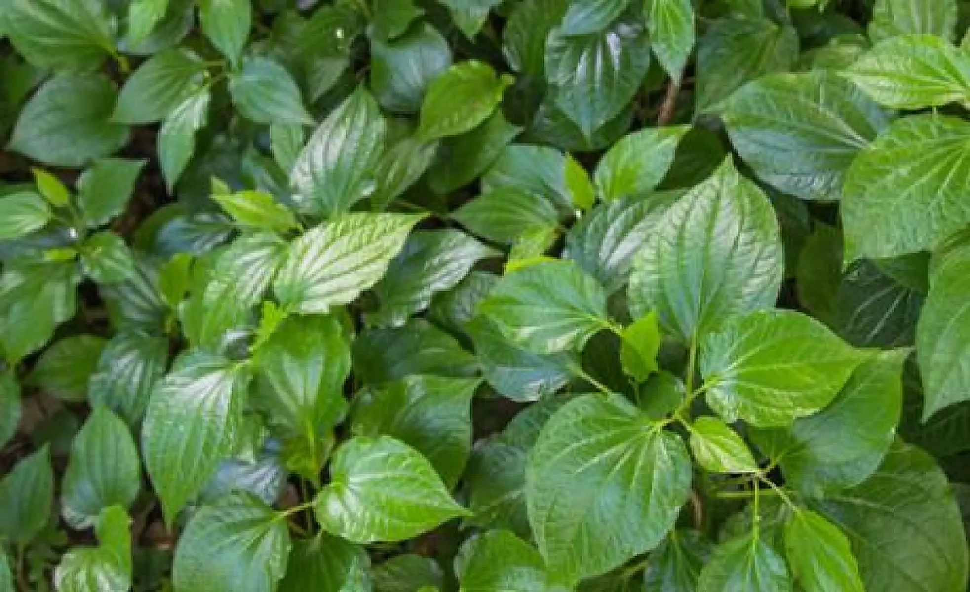 Can Kava Boost Your Mood?