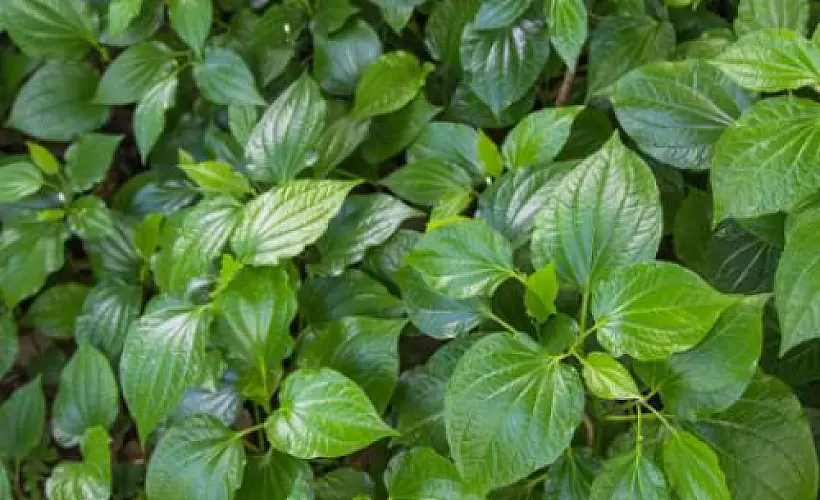Can Kava Boost Your Mood?