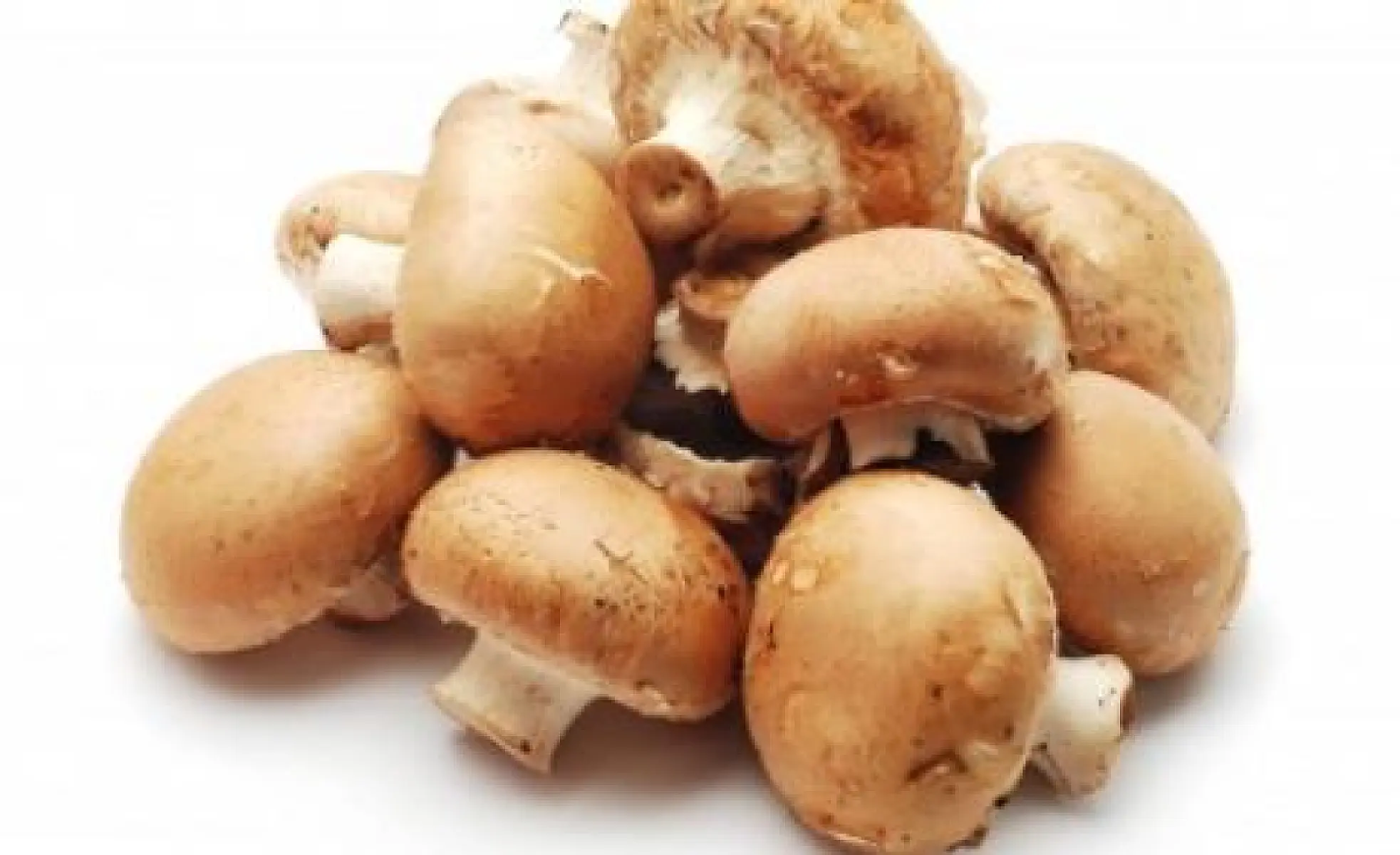 Beginner's Guide to Edible Mushrooms as Medicine