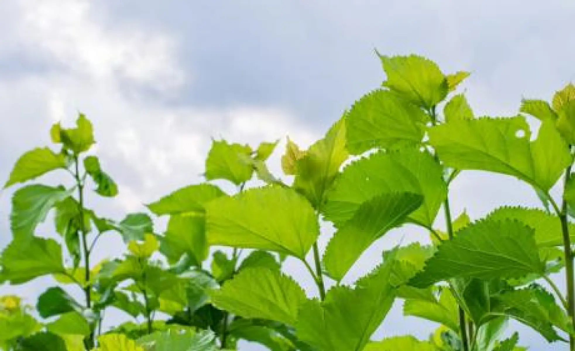 Black Mulberry Leaf May Improve Menopausal Symptoms