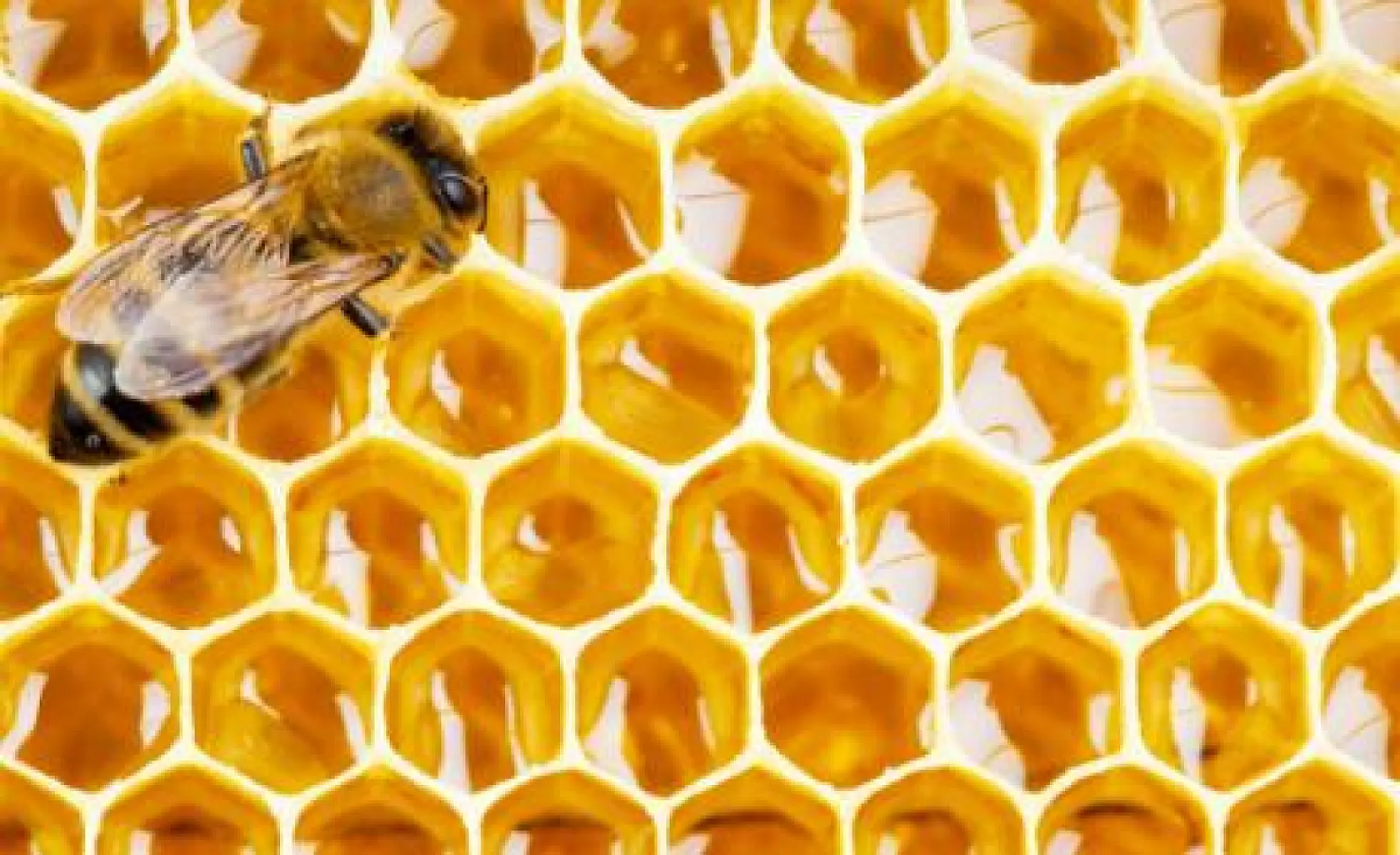 Eight Reasons to Consume Bee Propolis