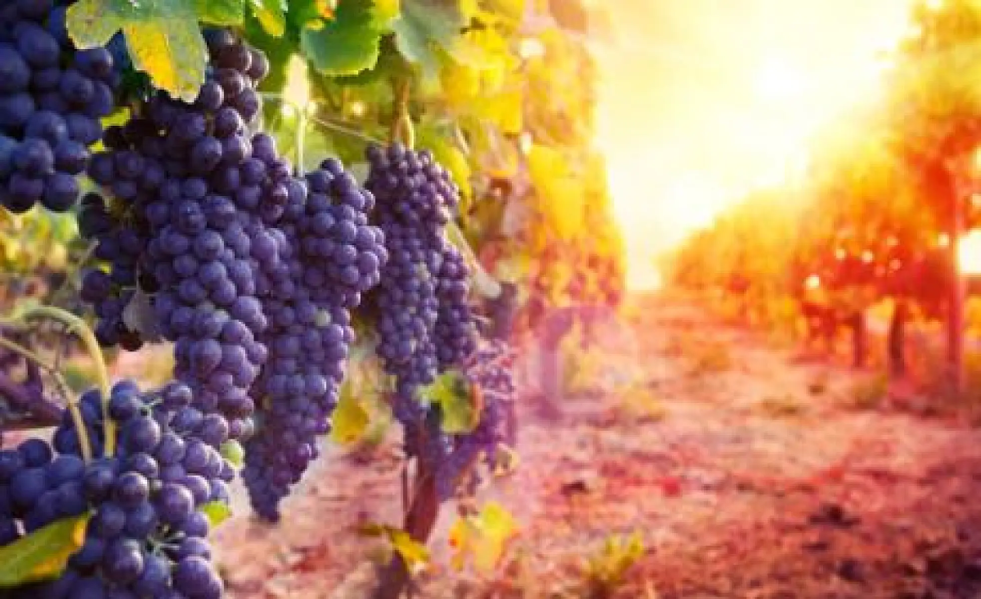 Grapes: Farm-aceutical of the Future? 