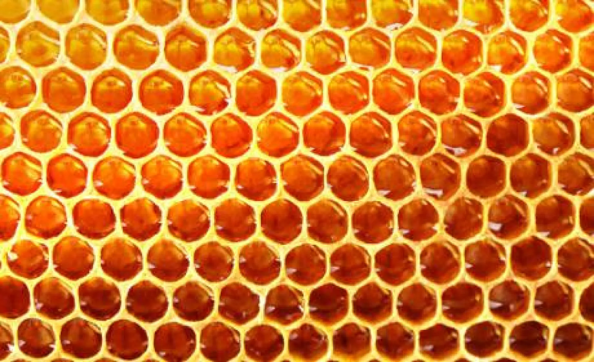 Honey for the Heart: Cardiovascular Benefits for Postmenopausal Women