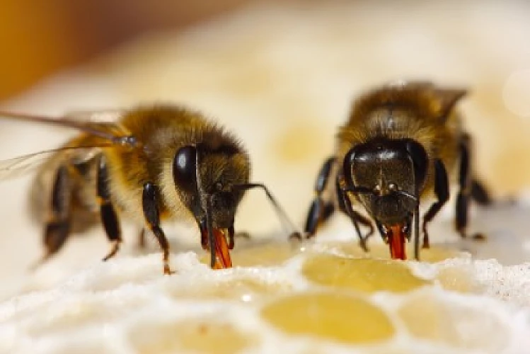 Zombie Bees Today - Are Zombie People Next?