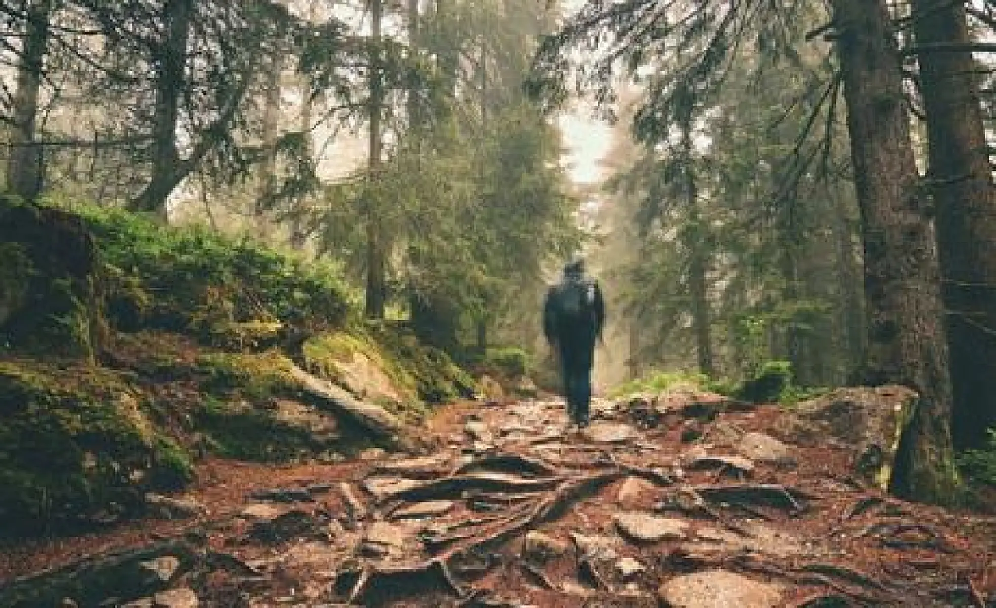 Forest Bathing for Immune Support
