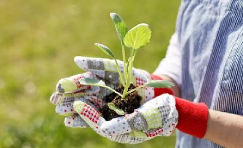 Six Healthiest Vegetables to Plant in Your Garden