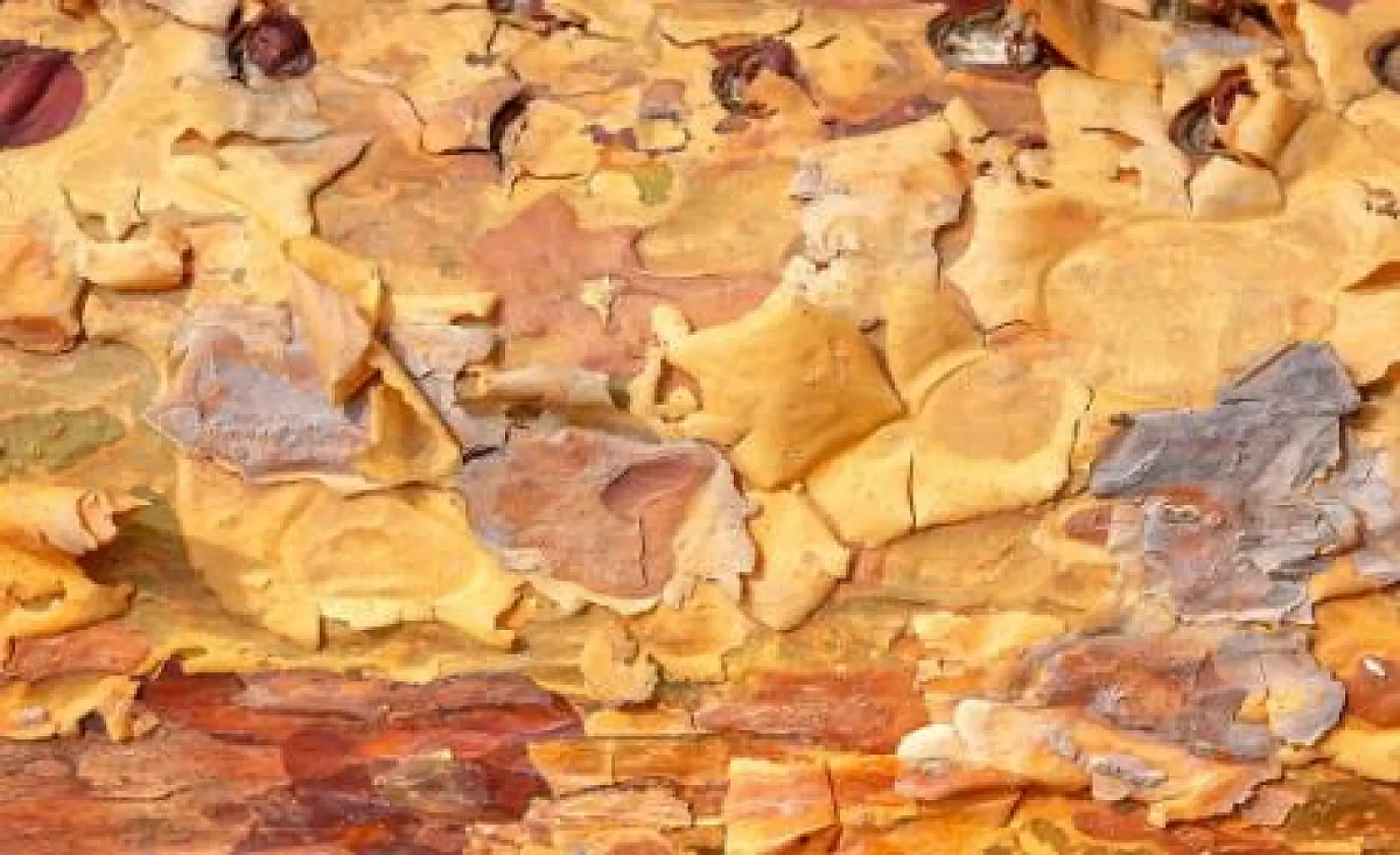 Pine Bark Highly Effective at Improving Varicose Veins and Chronic Venous Insufficiency