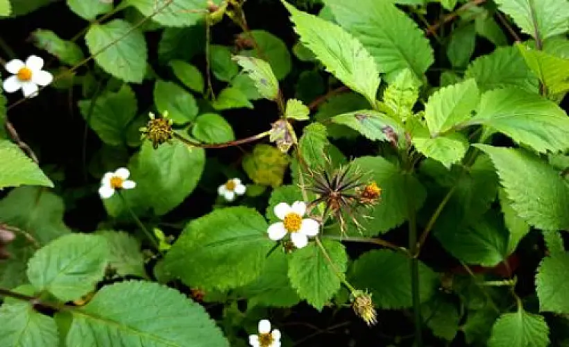 Herbal medicines and children