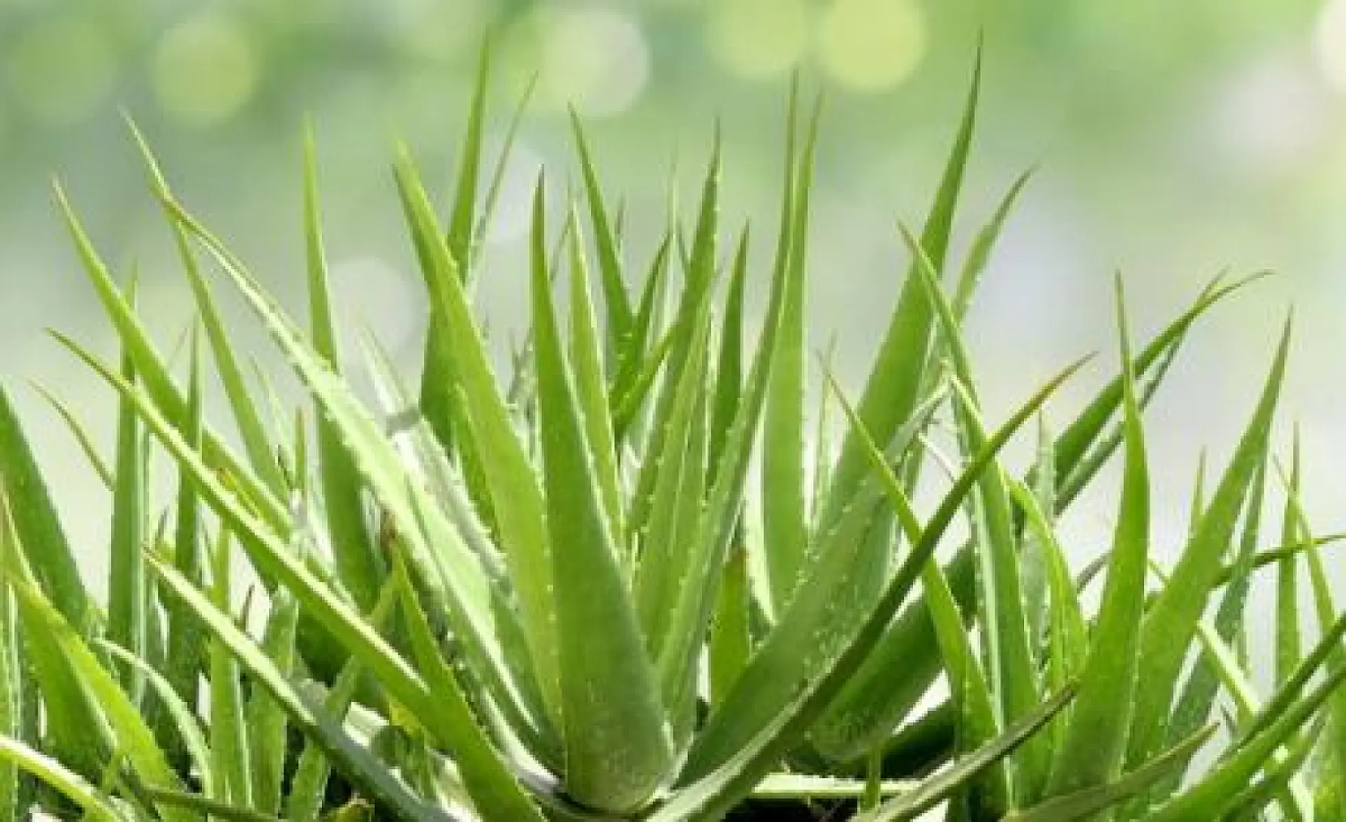 Aloe Vera: Top Uses for This Easy-to-Grow Plant