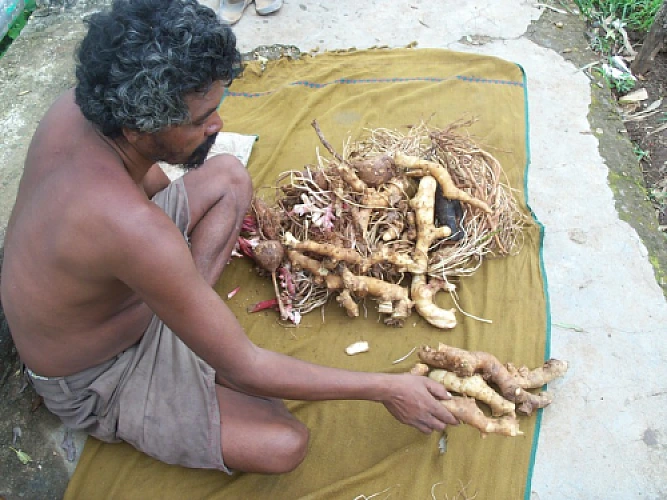 Herbs from India’s Tribal Pouch: Ginger