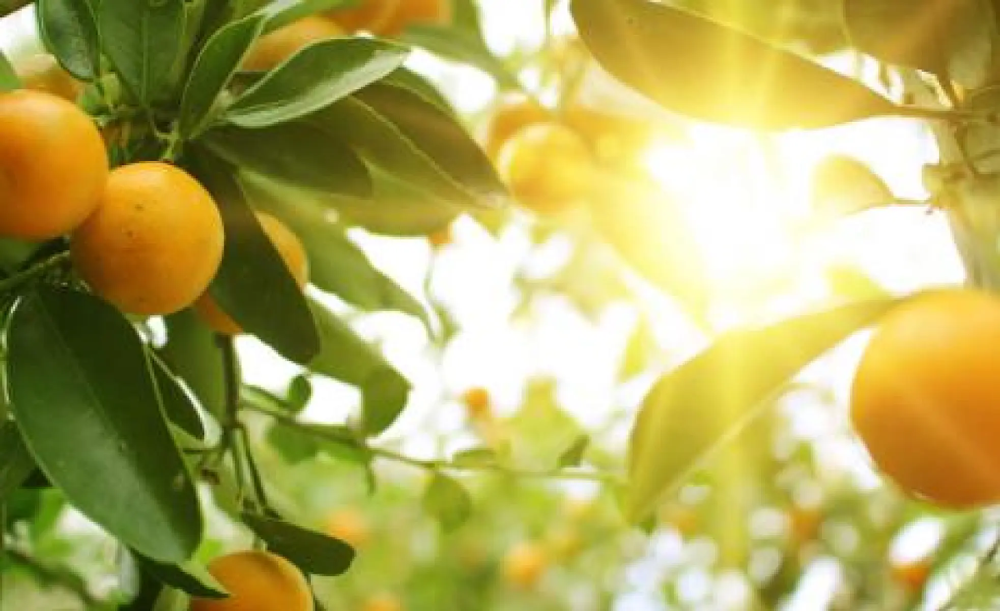 Preliminary Report of Chinese High Dose Vitamin C for Covid-19 Treatment Studies