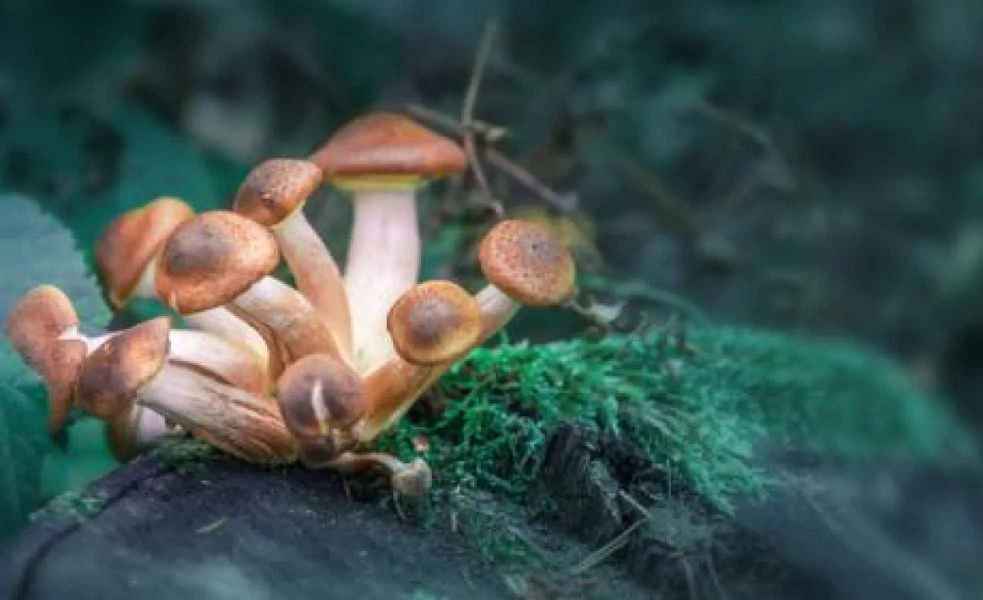 Magic Mushroom Ingredient May Improve Mental Health