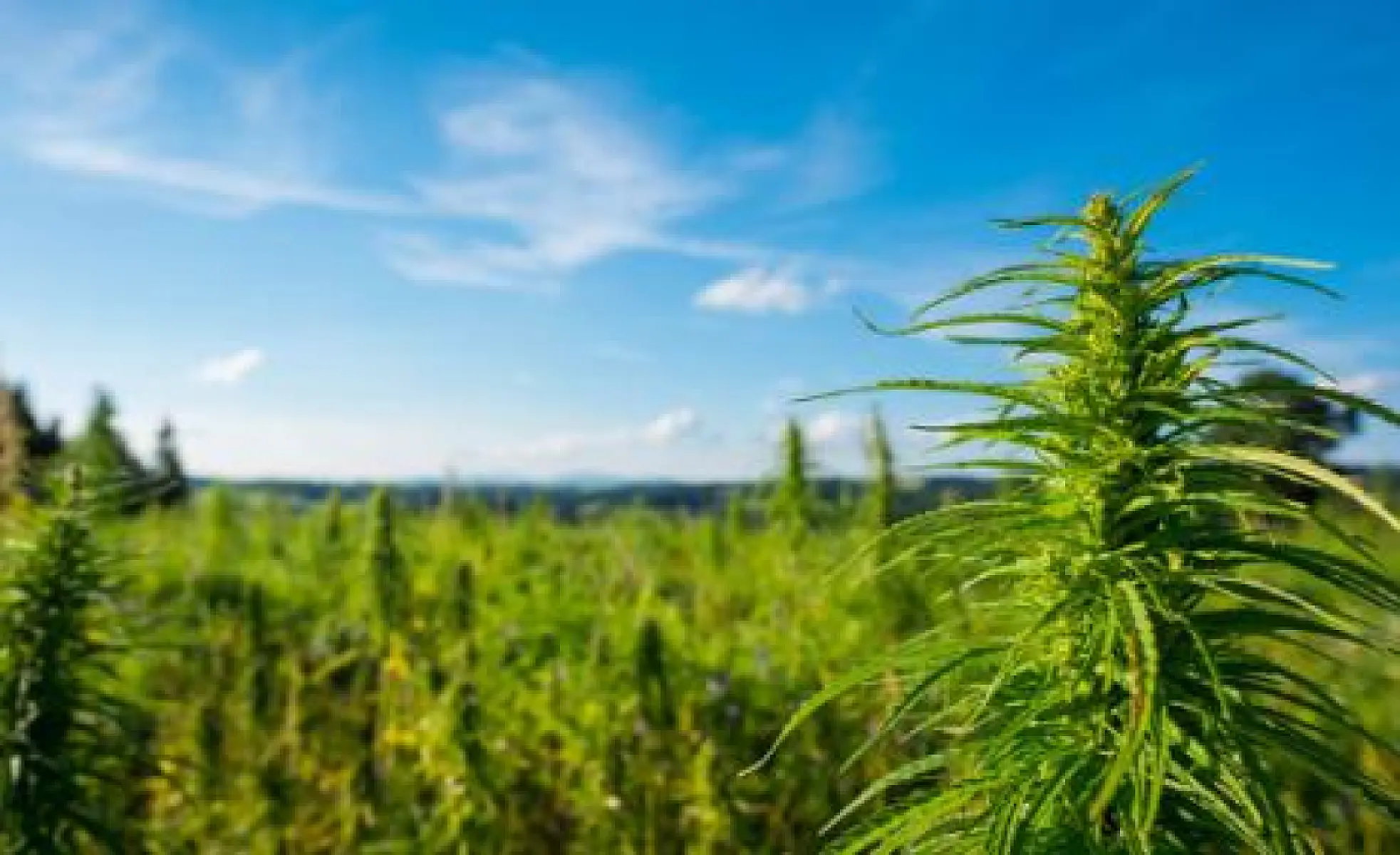 Cannabis Use Leads to Fewer, Less Painful Migraines