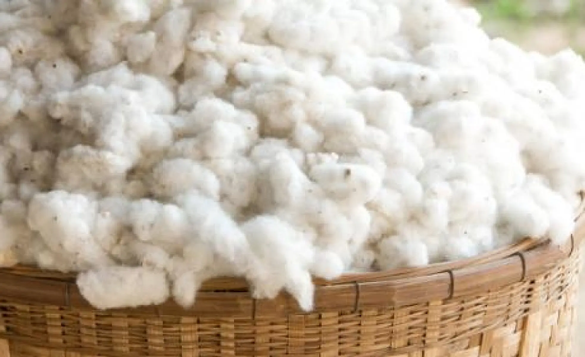 The Failure of GMO Cotton in India