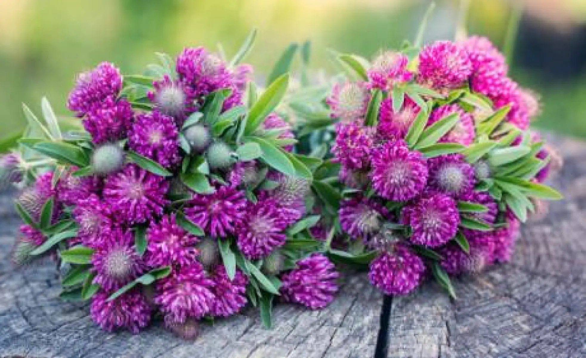 Red Clover Beats Inflammation and Oxidative Stress
