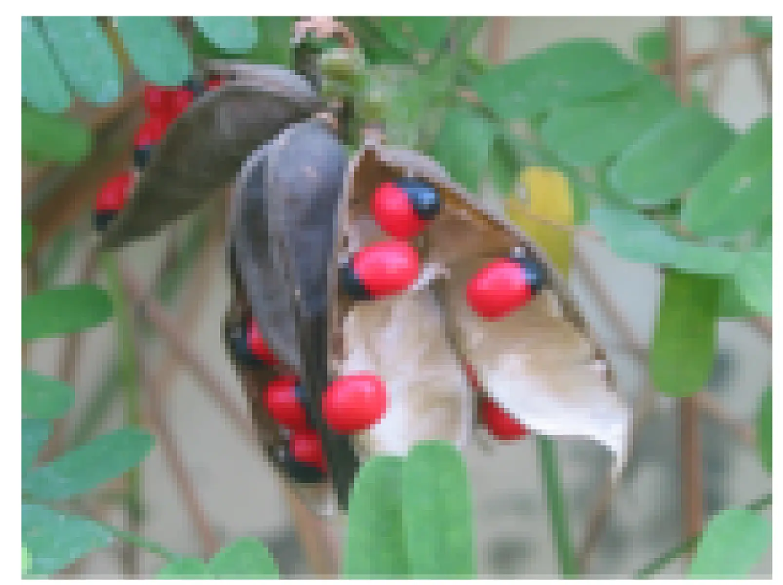 5 Therapeutic Herbs for Sciatica