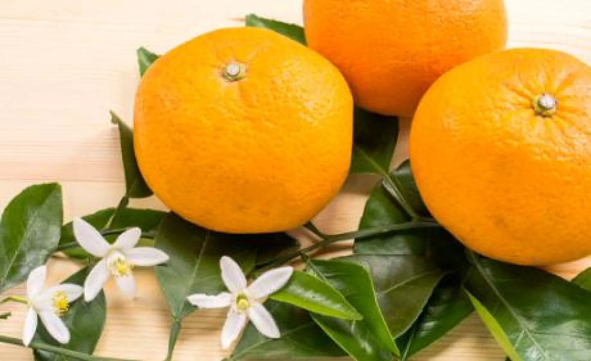 Benefits of Bitter Orange Essential Oil for Anxiety and Sleep