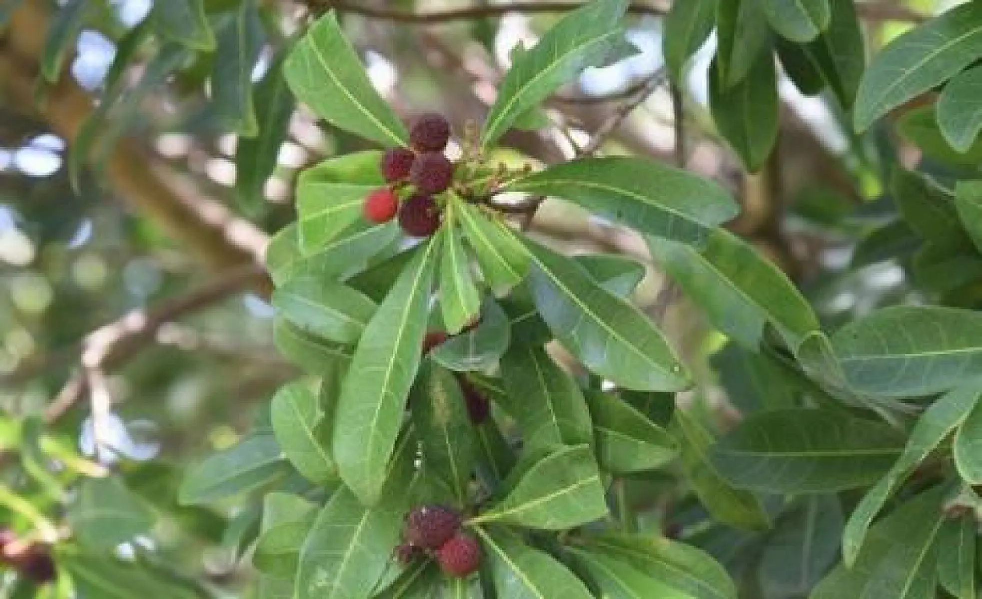 Bayberry Leaf Offers Hope Against Growing Antibiotic Resistance