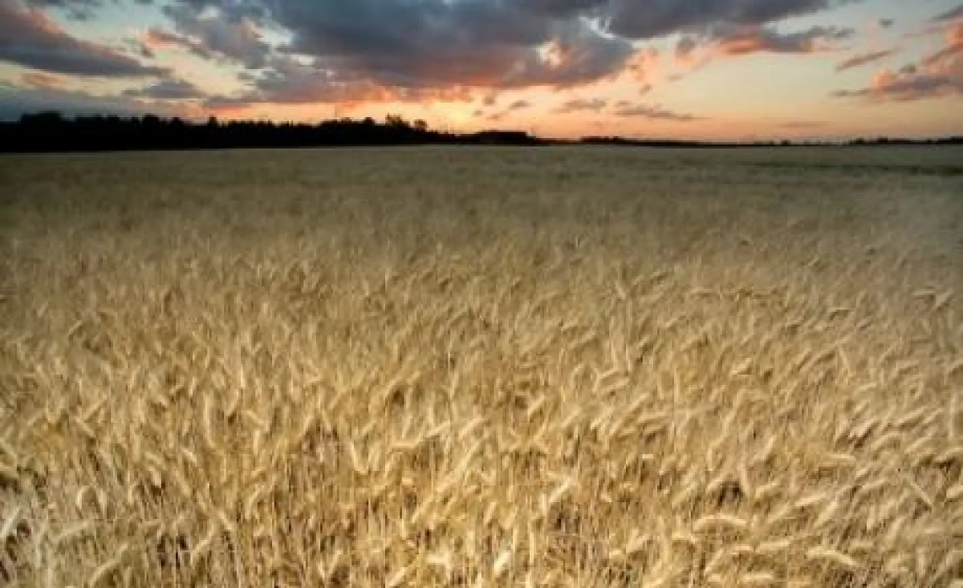Wheat Contains Not One, But 23K Potentially Harmful Proteins